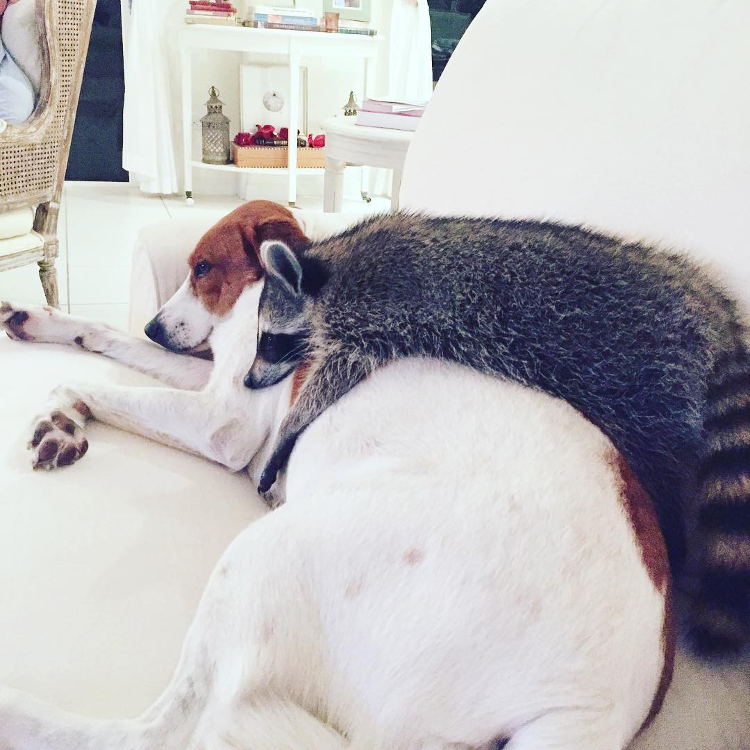 Tan chảy với loạt ảnh về tình yêu mù quáng của các con vật không cùng giống loài-17