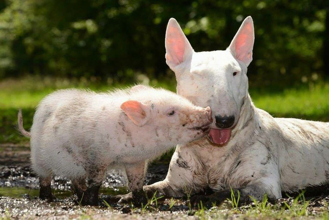 Tan chảy với loạt ảnh về tình yêu mù quáng của các con vật không cùng giống loài-19