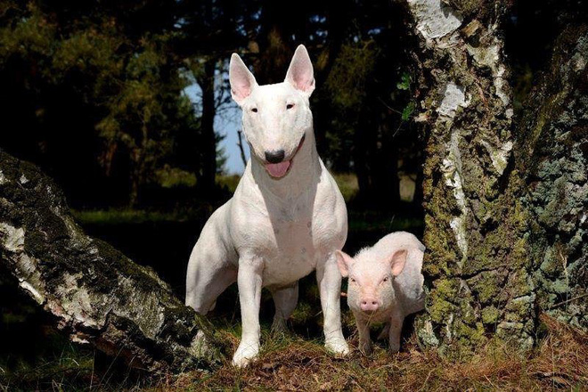 Tan chảy với loạt ảnh về tình yêu mù quáng của các con vật không cùng giống loài-20