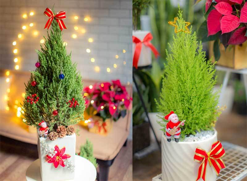 Mốt chơi cây thông lạ mùa Noel năm nay, chủ shop thu 50 triệu/ngày-1