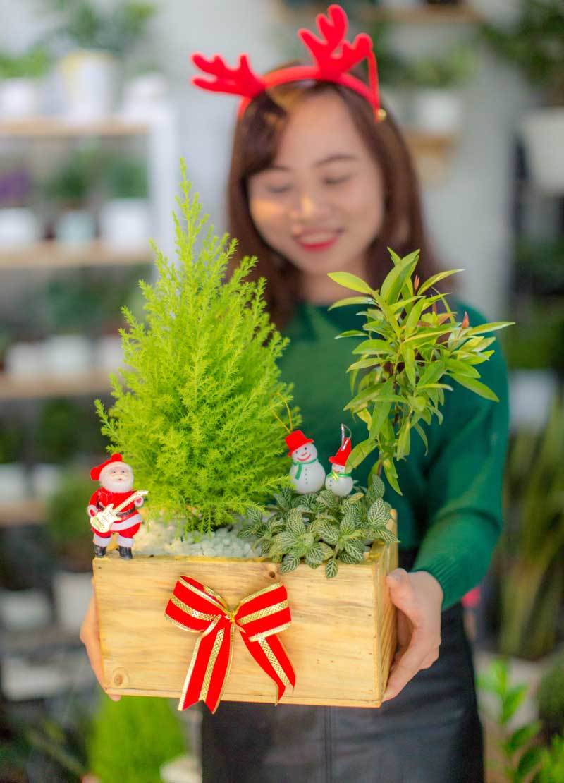 Mốt chơi cây thông lạ mùa Noel năm nay, chủ shop thu 50 triệu/ngày-2