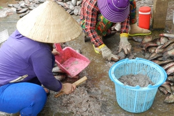 An Giang: Bí ẩn người mua gom vảy cá khắp các chợ-4