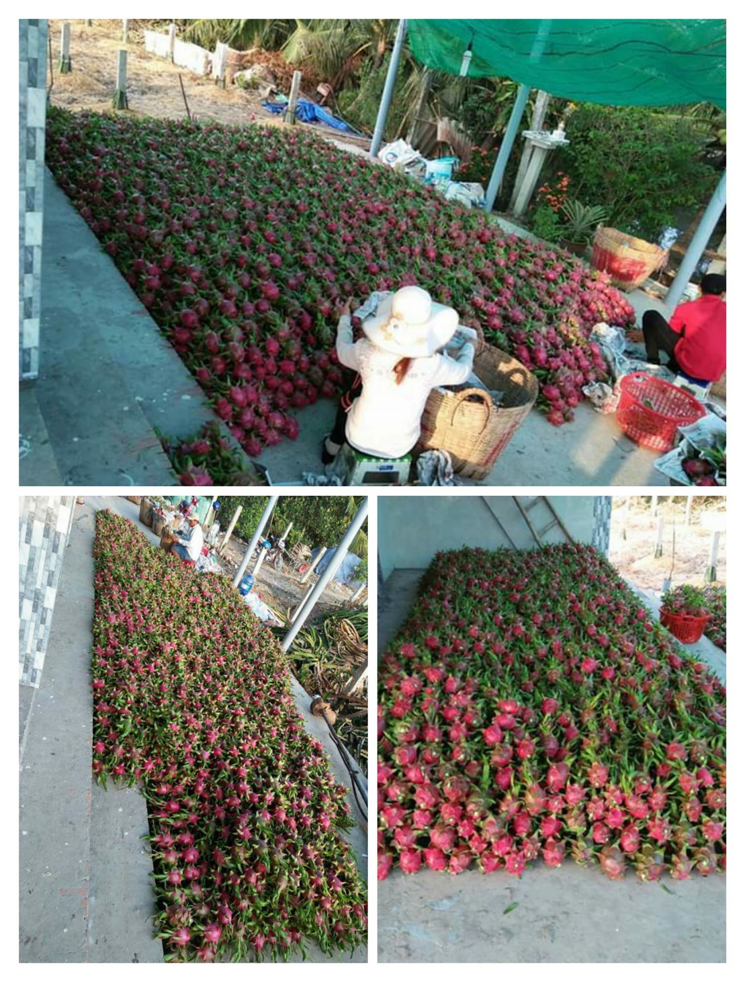 Xôn xao chuyện thanh niên vì chiều người yêu nên đã kỳ công nhặt bằng hết hạt ra khỏi quả thanh long-2