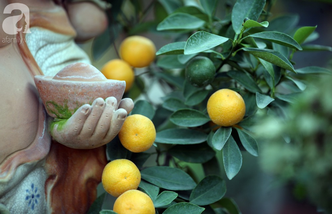 Quất bonsai giá 1,5 triệu đồng trên lưng heo vàng hút khách chơi Tết-8