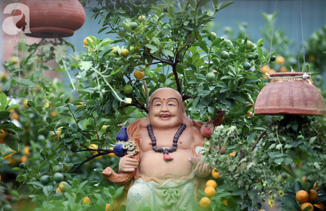 Quất bonsai giá 1,5 triệu đồng trên lưng heo vàng hút khách chơi Tết-10