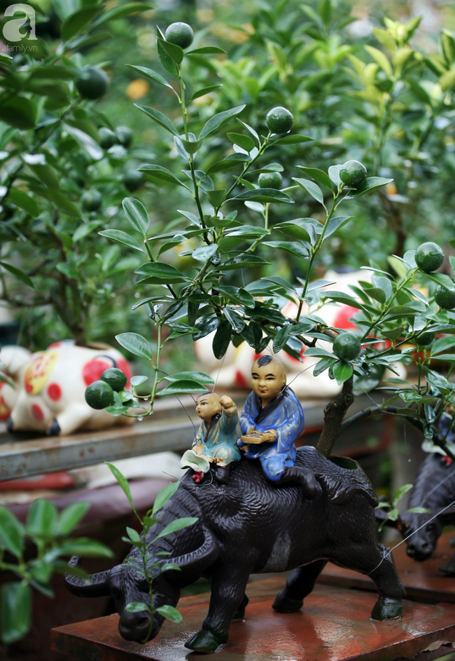 Quất bonsai giá 1,5 triệu đồng trên lưng heo vàng hút khách chơi Tết-11