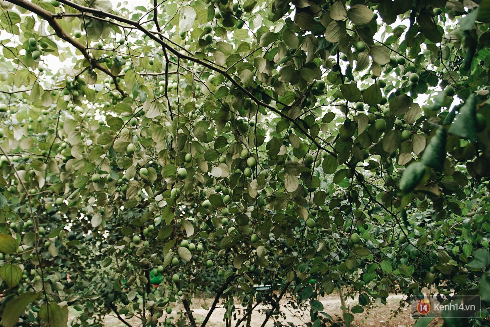 Trường ĐH duy nhất Việt Nam có vườn táo, vườn hoa cải được phép ăn tẹt ga, sống ảo cực chất chỉ với 15 nghìn-2