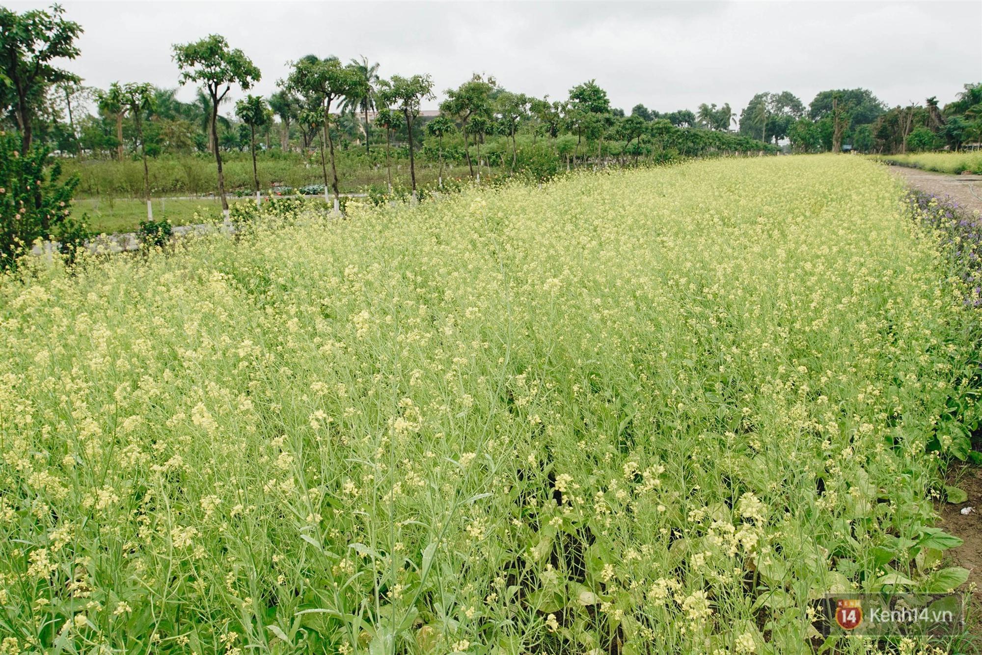Trường ĐH duy nhất Việt Nam có vườn táo, vườn hoa cải được phép ăn tẹt ga, sống ảo cực chất chỉ với 15 nghìn-10
