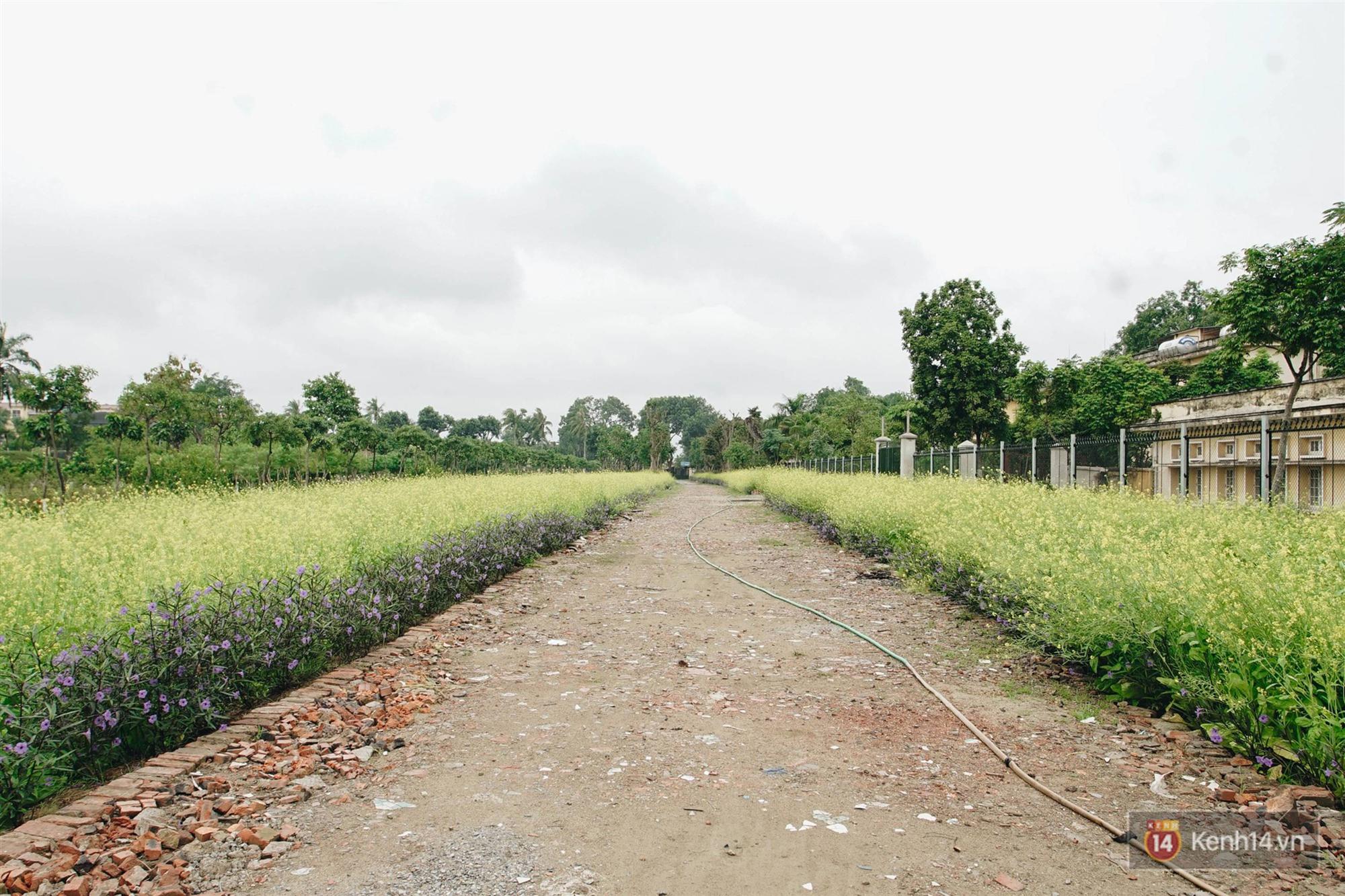 Trường ĐH duy nhất Việt Nam có vườn táo, vườn hoa cải được phép ăn tẹt ga, sống ảo cực chất chỉ với 15 nghìn-12