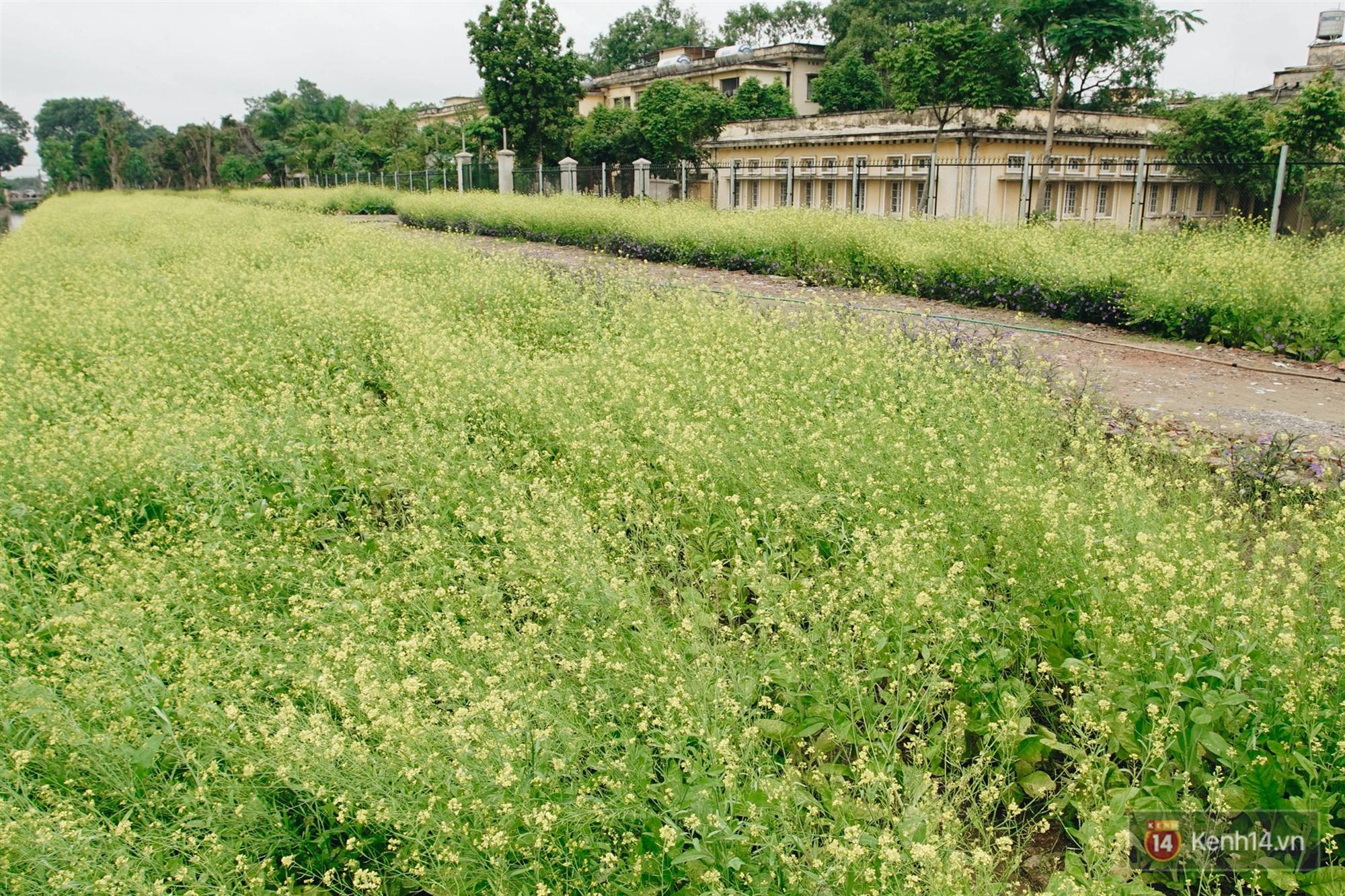 Trường ĐH duy nhất Việt Nam có vườn táo, vườn hoa cải được phép ăn tẹt ga, sống ảo cực chất chỉ với 15 nghìn-13