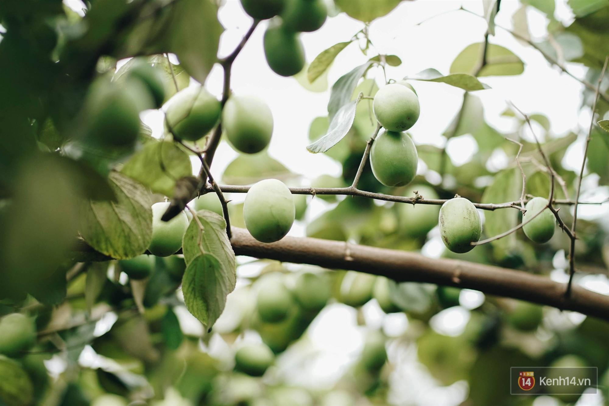 Trường ĐH duy nhất Việt Nam có vườn táo, vườn hoa cải được phép ăn tẹt ga, sống ảo cực chất chỉ với 15 nghìn-5