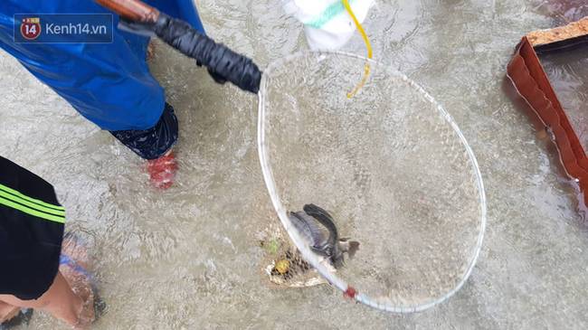 Hình ảnh chưa từng có ở Đà Nẵng: Xuồng bơi trên phố, người dân quăng lưới bắt cá giữa biển nước mênh mông-13