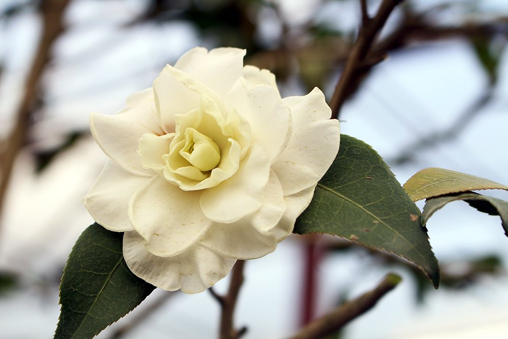 Trà cổ 120 triệu đồng/cây, đại gia ráo riết săn lùng chơi Tết-1