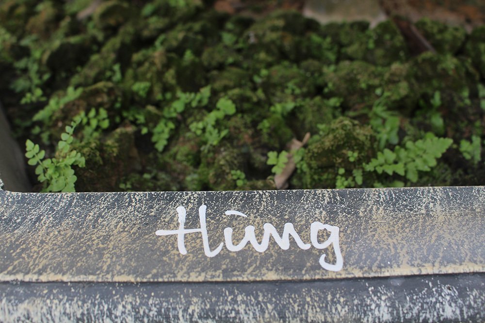 Trà cổ 120 triệu đồng/cây, đại gia ráo riết săn lùng chơi Tết-10