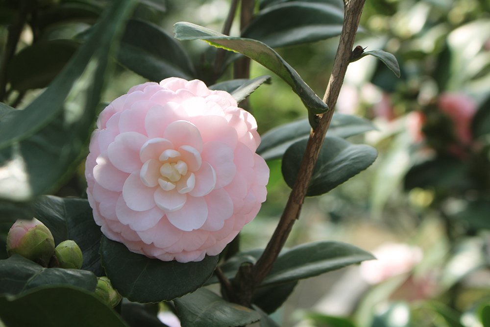 Trà cổ 120 triệu đồng/cây, đại gia ráo riết săn lùng chơi Tết-8