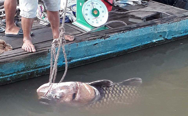 Ngư dân Vĩnh Long bắt được cá hô vàng nặng hơn 125 kg-1