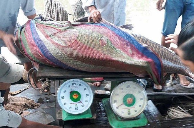 Ngư dân Vĩnh Long bắt được cá hô vàng nặng hơn 125 kg-2