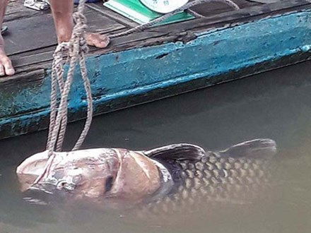 Ngư dân Vĩnh Long bắt được cá hô vàng nặng hơn 125 kg