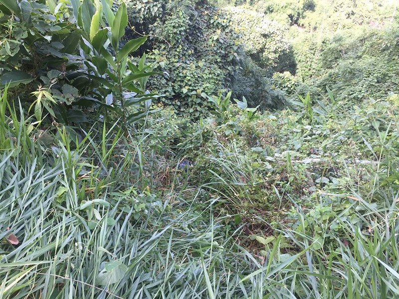 Ghen tuông, giết người rồi dùng ô tô chở xác ném xuống đèo-2