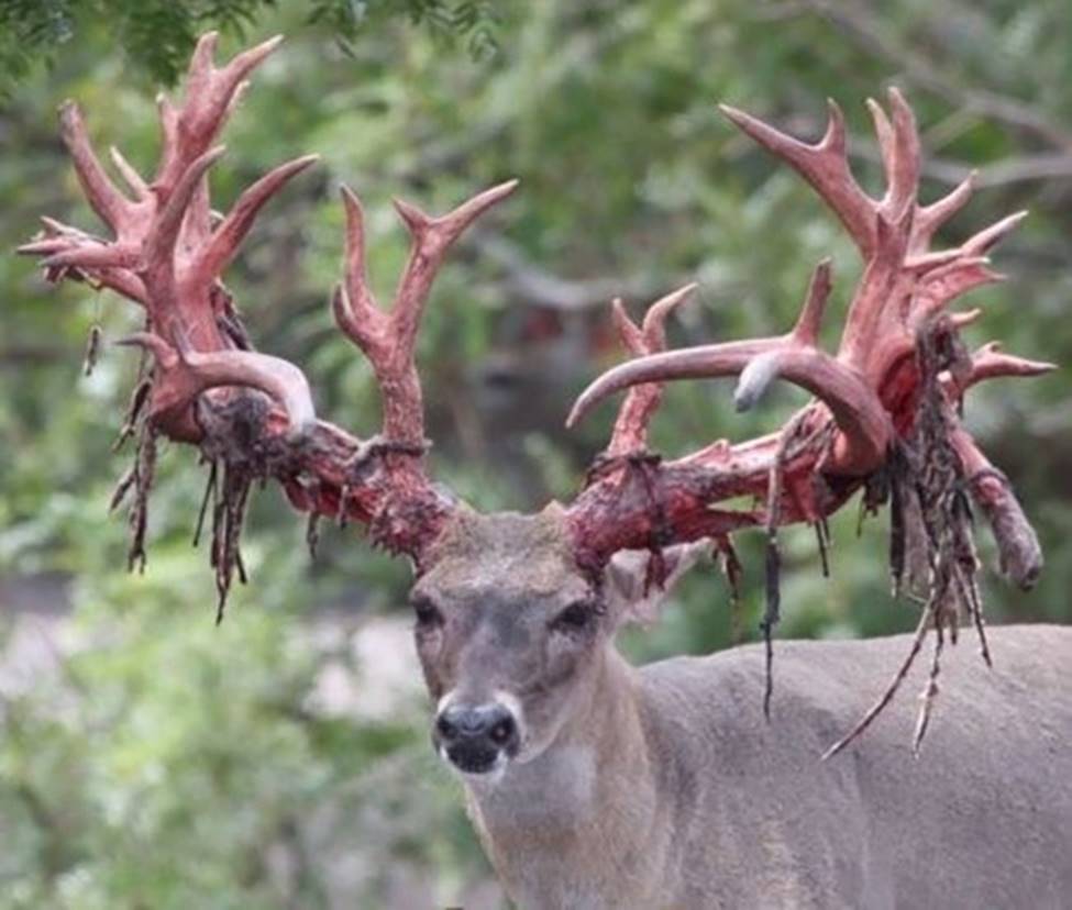 Những hình ảnh chưa hề có sự can thiệp của photoshop nhưng khiến bạn ngỡ ngàng, tưởng thế giới này đảo điên hết rồi-2