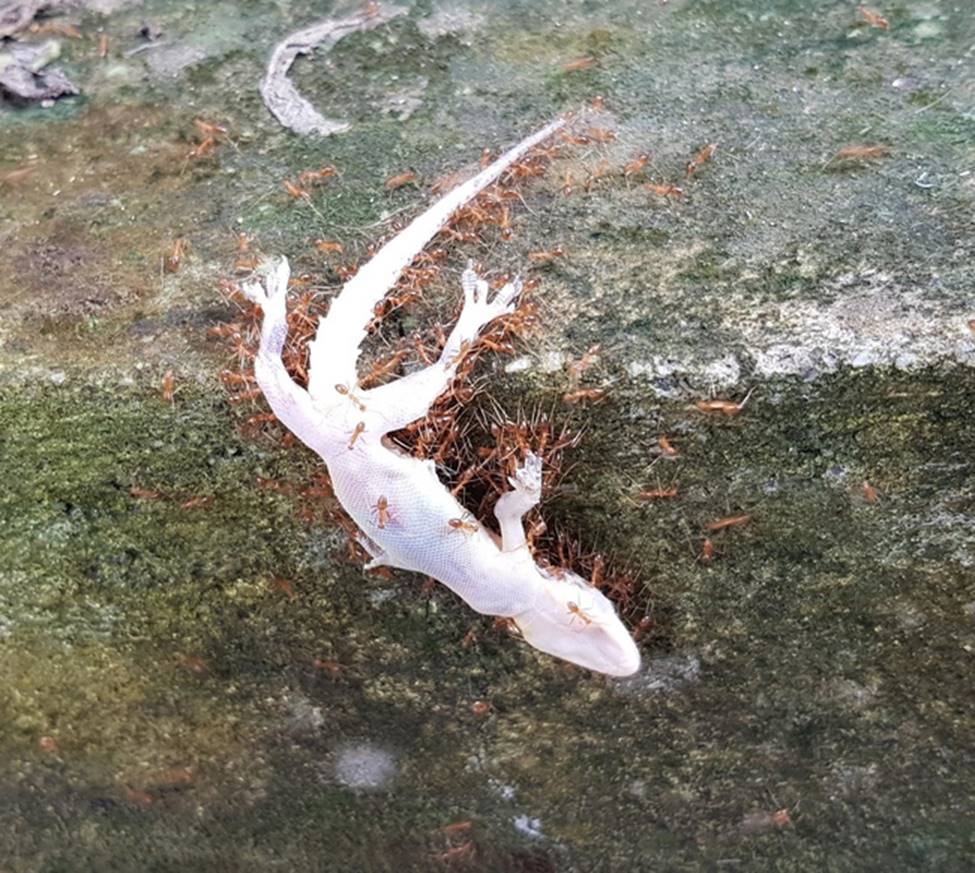 Những hình ảnh chưa hề có sự can thiệp của photoshop nhưng khiến bạn ngỡ ngàng, tưởng thế giới này đảo điên hết rồi-4