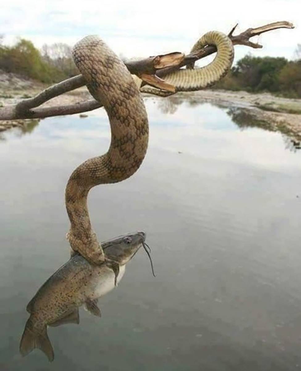 Những hình ảnh chưa hề có sự can thiệp của photoshop nhưng khiến bạn ngỡ ngàng, tưởng thế giới này đảo điên hết rồi-5