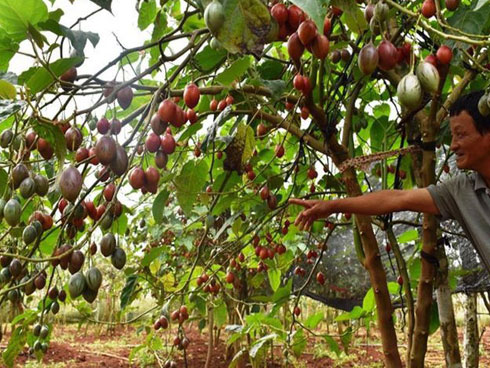 Giống khoai kỳ lạ ở Lào Cai: Ngọt như lê, thơm như nhân sâm-6