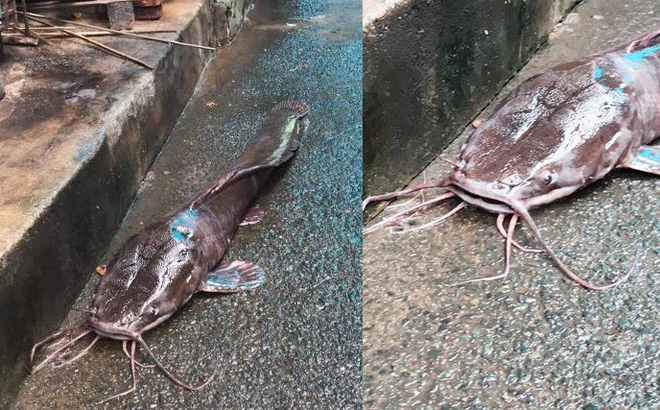 Tò mò về con cá trê dài gần một mét, xấu đến nỗi cả xóm không ai dám... ăn-1