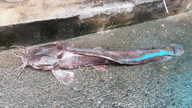 Tò mò về con cá trê dài gần một mét, xấu đến nỗi cả xóm không ai dám... ăn-2