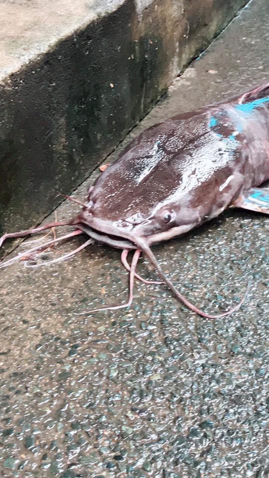 Tò mò về con cá trê dài gần một mét, xấu đến nỗi cả xóm không ai dám... ăn-3