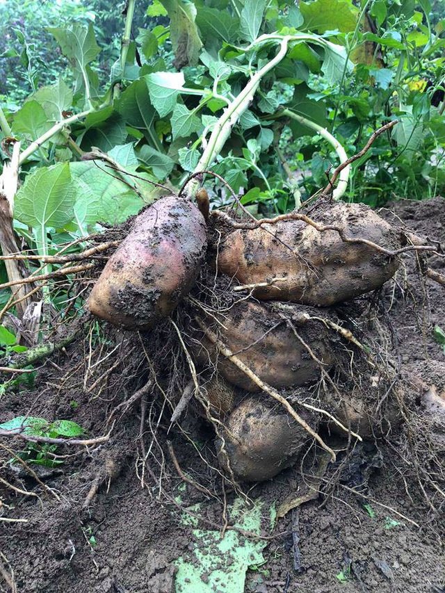 Giống khoai kỳ lạ ở Lào Cai: Ngọt như lê, thơm như nhân sâm-2