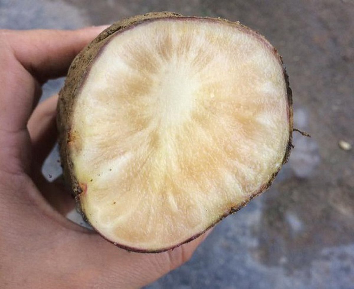 Giống khoai kỳ lạ ở Lào Cai: Ngọt như lê, thơm như nhân sâm-3