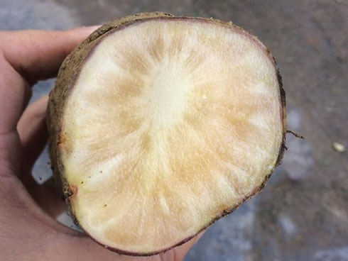 Cỏ lạ được Trung Quốc mua với giá chục triệu/kg, dân đổ xô vào rừng tìm-5