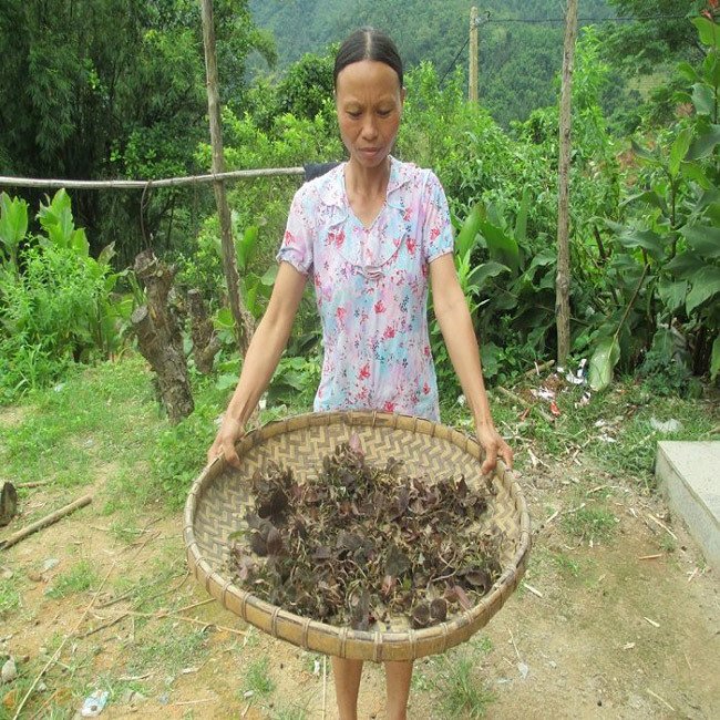 Cỏ lạ được Trung Quốc mua với giá chục triệu/kg, dân đổ xô vào rừng tìm-1