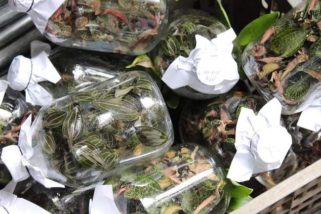 Cỏ lạ được Trung Quốc mua với giá chục triệu/kg, dân đổ xô vào rừng tìm-3