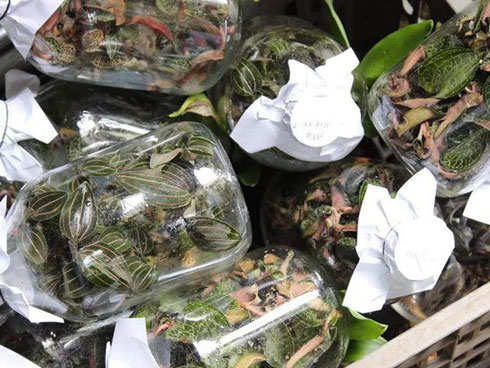 Côn trùng chúa đáng sợ: Thần dược, dân Hà thành săn ngâm rượu tẩm bổ-4