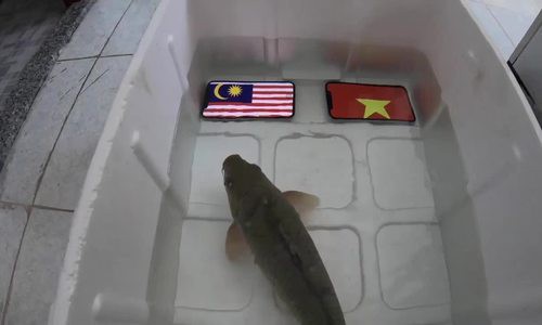 Ảnh chế các nhà tiên tri hài hước trước giờ bóng lăn trận chung kết lượt về Việt Nam - Malaysia gây sốt-6