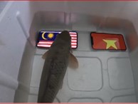 'Cá thần' bị om dưa vì chọn Malaysia thắng Việt Nam