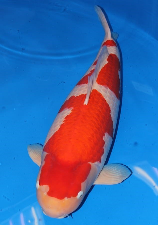 Cá Koi - Quốc ngư xứ mặt trời mọc phá kỷ lục với giá gần 2 triệu USD-1