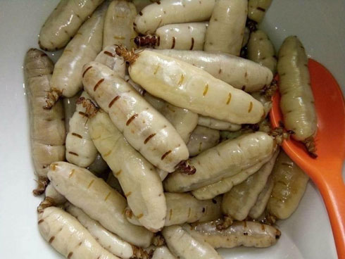 Món côn trùng chị em kinh sợ tránh xa lại là đặc sản vạn người mê-7