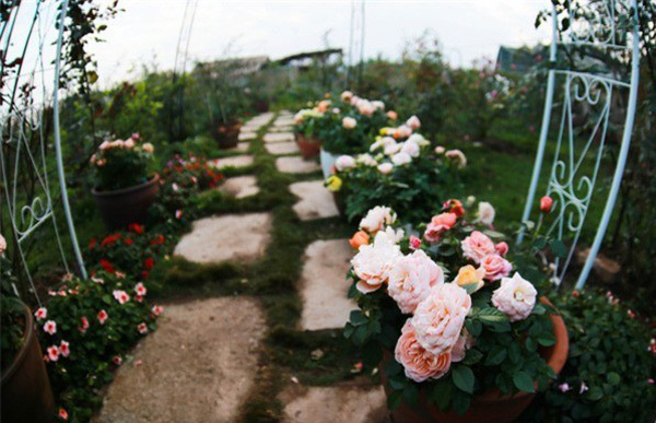 Những ngôi nhà hoa hồng bên vịnh Hạ Long-1