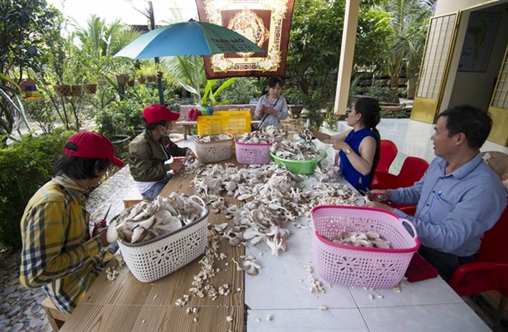 Đột nhập trang trại trồng nấm bào ngư lớn nhất huyện đảo Phú Quốc-11