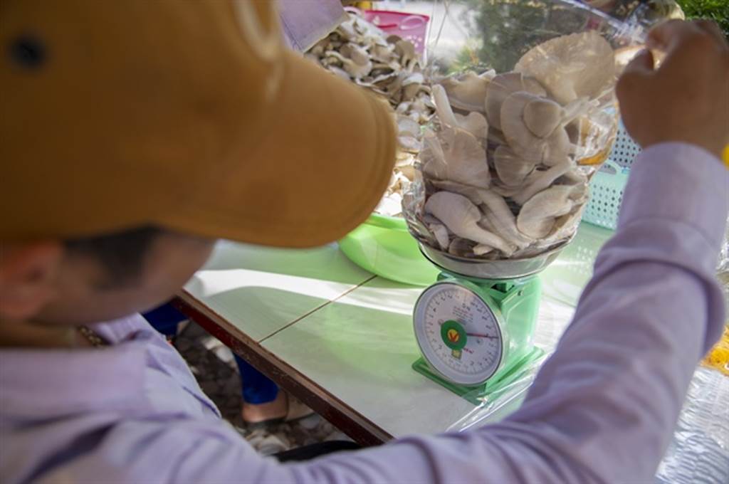 Đột nhập trang trại trồng nấm bào ngư lớn nhất huyện đảo Phú Quốc-12