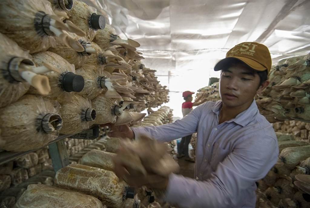 Đột nhập trang trại trồng nấm bào ngư lớn nhất huyện đảo Phú Quốc-2