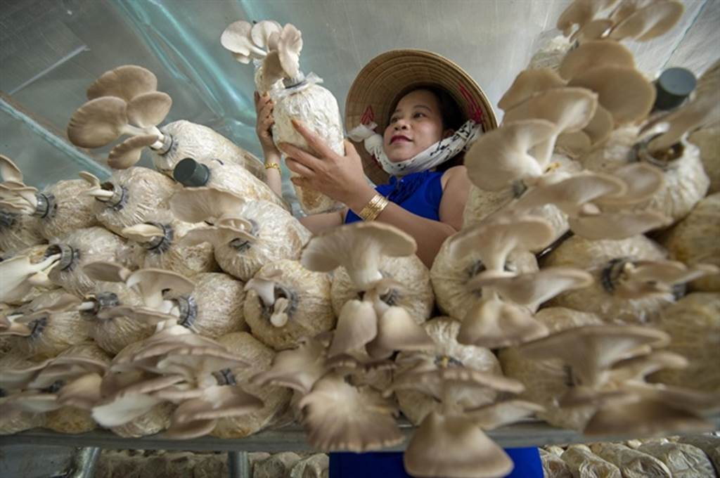 Đột nhập trang trại trồng nấm bào ngư lớn nhất huyện đảo Phú Quốc-5