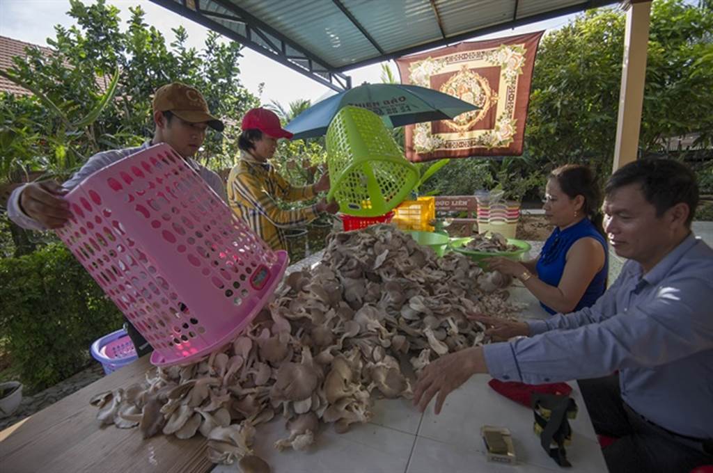 Đột nhập trang trại trồng nấm bào ngư lớn nhất huyện đảo Phú Quốc-6