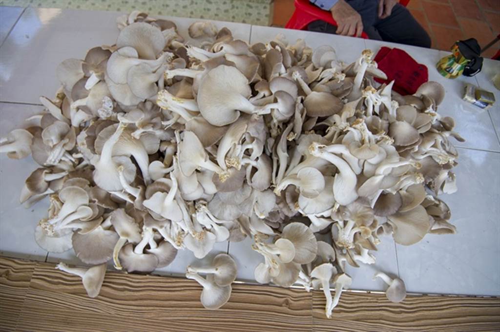 Đột nhập trang trại trồng nấm bào ngư lớn nhất huyện đảo Phú Quốc-7