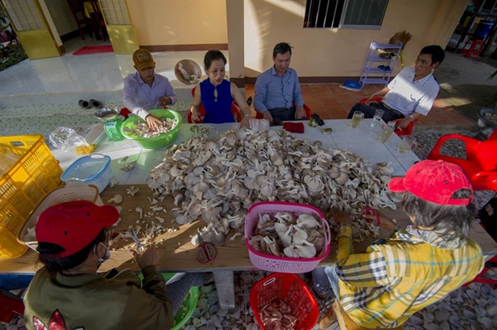 Đột nhập trang trại trồng nấm bào ngư lớn nhất huyện đảo Phú Quốc-8