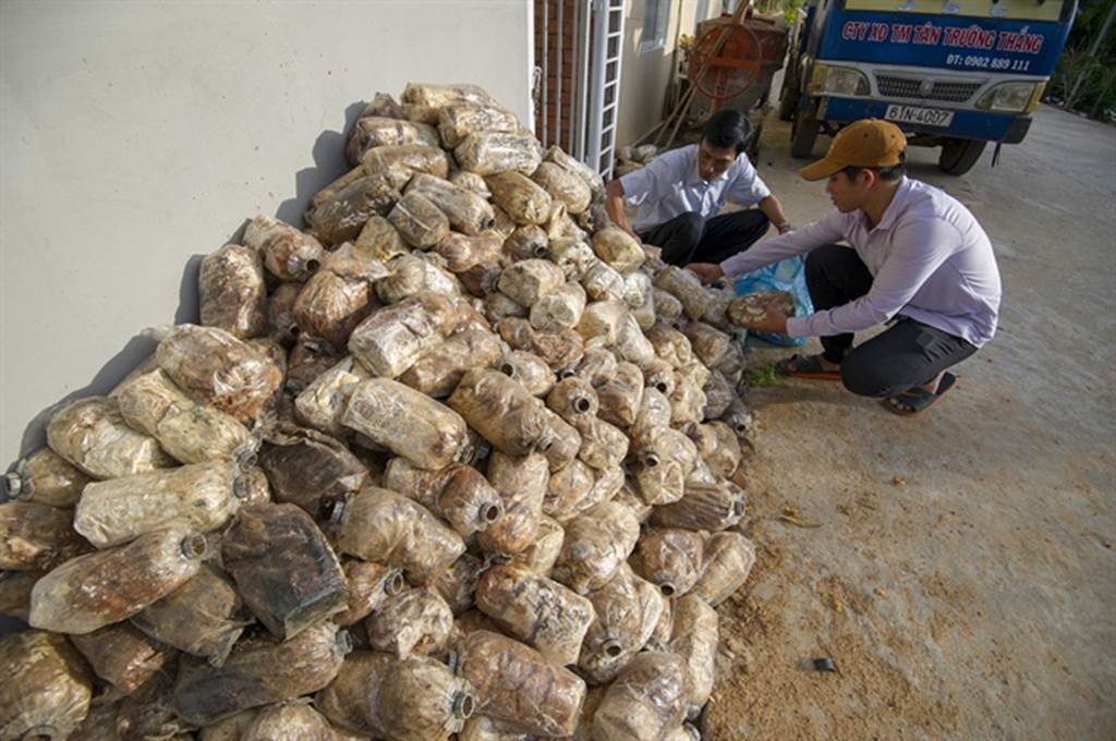 Đột nhập trang trại trồng nấm bào ngư lớn nhất huyện đảo Phú Quốc-13