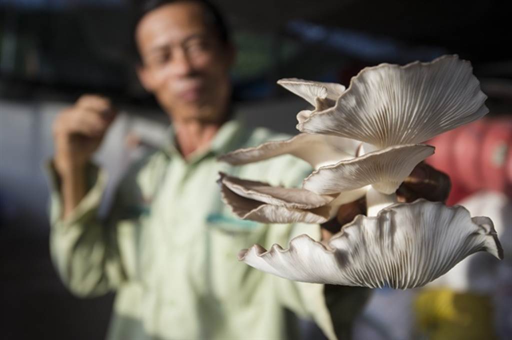 Đột nhập trang trại trồng nấm bào ngư lớn nhất huyện đảo Phú Quốc-14